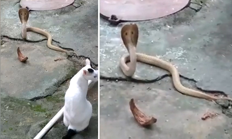 Màn đối đầu giữa mèo và rắn hổ mang kéo dài hơn 2 tiếng.